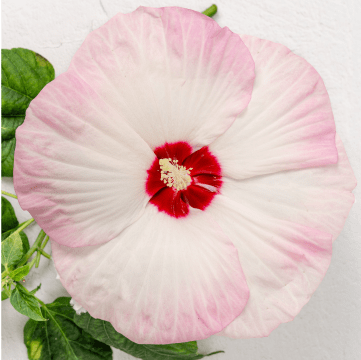 Blush pink hibiscus flower on pale tan background