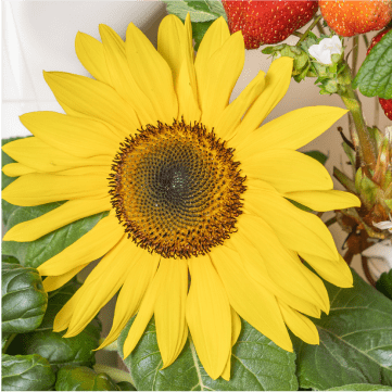 Sunflower on a Hydrogrowhub with Strawberries in the background